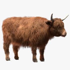 3D Highland Cow (Rigged) model